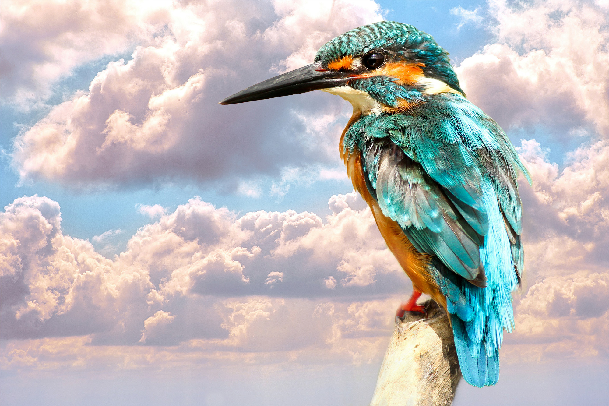 Kingfisher perched against a cloudy sky
